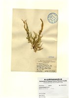 藏品(殼狀蜈蚣藻)的圖片